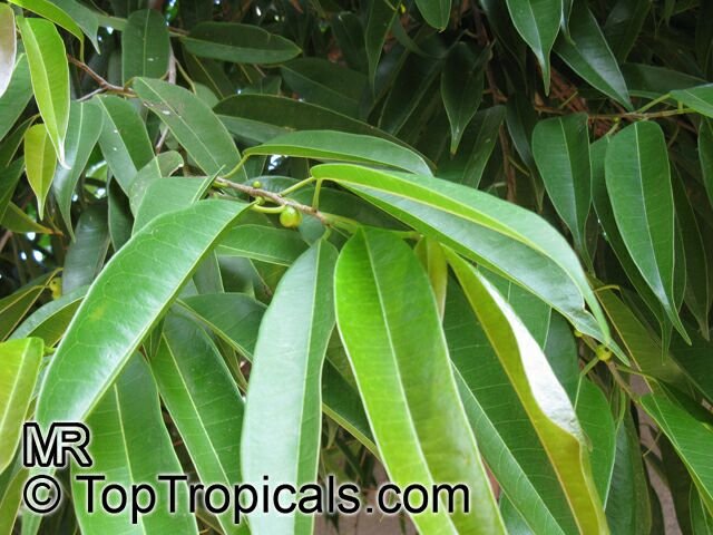 Ficus maclellandii, Ficus binnendijkii, Long-leaf fig, Alii fig, Banana-leaf fig