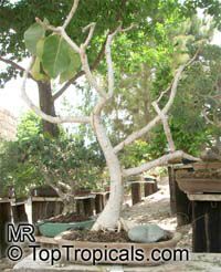 Ficus palmeri, Rock Fig

Click to see full-size image