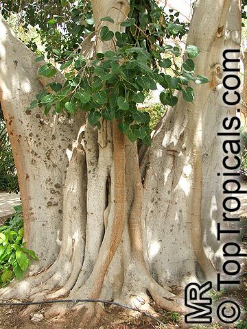 Ficus religiosa, Bo-Tree, Sacred Ficus, Peepal Tree