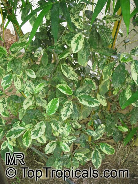 Ficus sp., Ficus