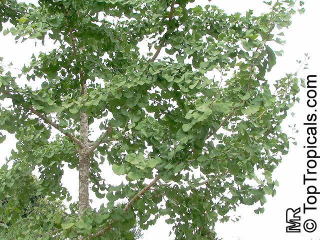 Ginkgo biloba, Fossil tree, Maidenhair tree, Japanese silver apricot