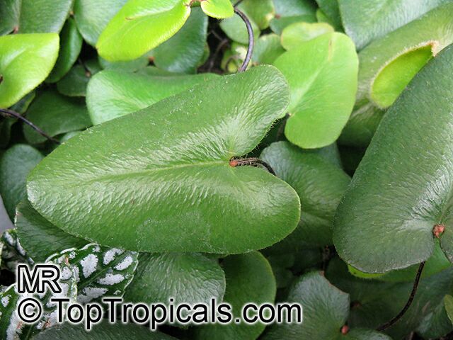 Hemionitis arifolia, Asplenium arifolia, Hemionitis cordifolia, Heart Fern 