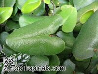 Hemionitis arifolia, Asplenium arifolia, Hemionitis cordifolia, Heart Fern 

Click to see full-size image