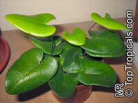 Hemionitis arifolia, Asplenium arifolia, Hemionitis cordifolia, Heart Fern 

Click to see full-size image