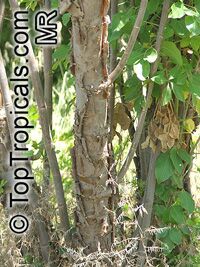 Heteromorpha arborescens, Parsley Tree

Click to see full-size image