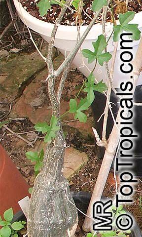 Kedrostis africana, Bryonia africana, Baboon's Cucumber