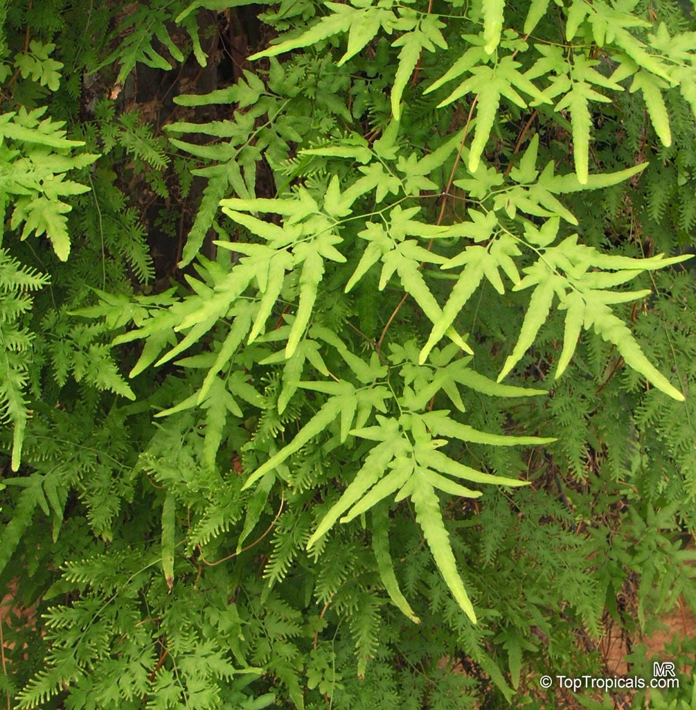 Lygodium japonicum, Japanese Climbing Fern