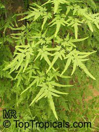 Lygodium japonicum, Japanese Climbing Fern

Click to see full-size image