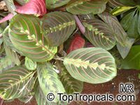 Maranta leuconeura, Prayer Plant

Click to see full-size image