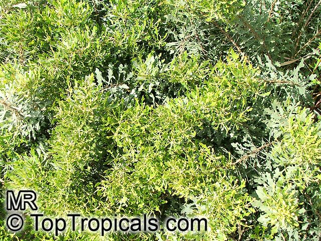 Myrica quercifolia, Oak-leaved Myrica, Waxberry Bush