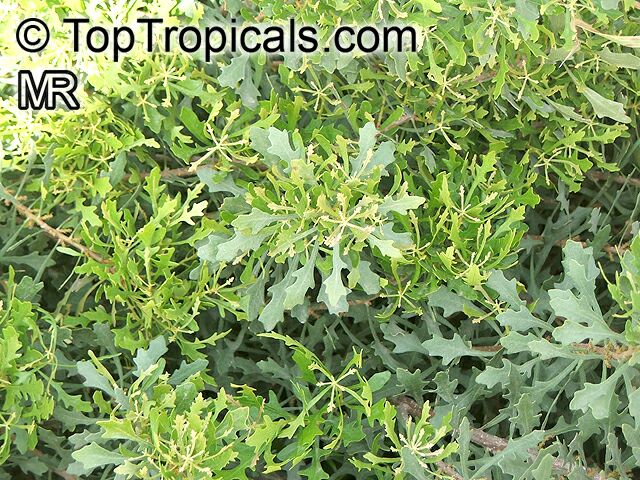 Myrica quercifolia, Oak-leaved Myrica, Waxberry Bush