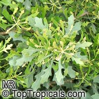 Myrica quercifolia, Oak-leaved Myrica, Waxberry Bush

Click to see full-size image