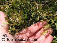 Myrica quercifolia, Oak-leaved Myrica, Waxberry Bush

Click to see full-size image