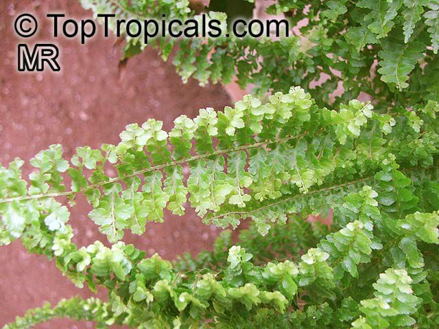 Nephrolepis sp., Sword Fern. Nephrolepis exaltata (?) cultivar 