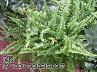 Nephrolepis sp., Sword Fern

Click to see full-size image