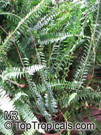 Nephrolepis sp., Sword Fern

Click to see full-size image