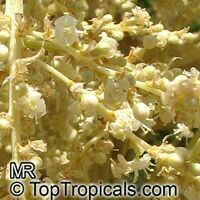Nolina longifolia, Dasylirion longifolium, Beaucarnea longifolia, Mexican Grass Tree 

Click to see full-size image
