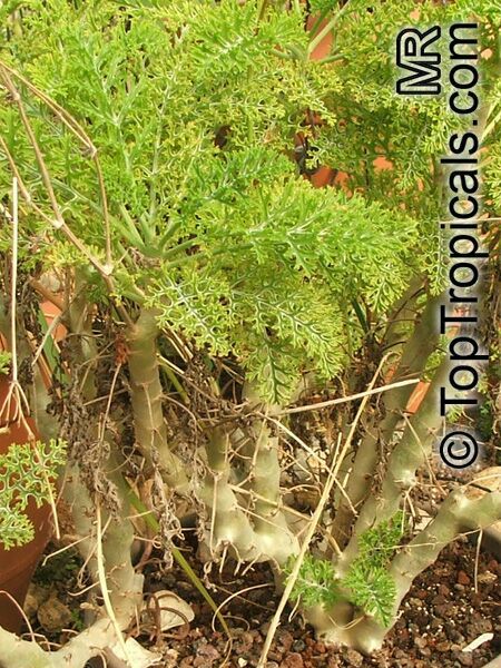 Pelargonium sp., Pelargonia, Geranium. Pelargonium ferulaceum