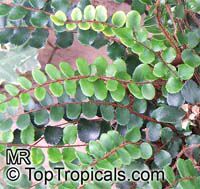 Pellaea rotundifolia , Button Fern, Round-leafed Fern, Tarawera

Click to see full-size image