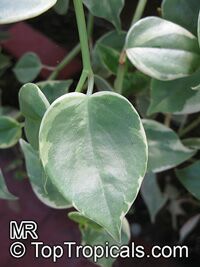 Peperomia scandens, Acrocarpidium scandens , False Philodendron, Radiator plant, Hanging Peperomia

Click to see full-size image