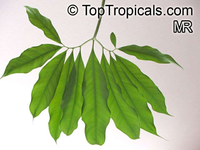 Philodendron goeldii, Philodendron