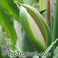 Philodendron bipinnatifidum, Philodendron selloum, Cut-leaf Philodendron, Tree Philodendron, Selloum, Self-header, Split leaf Philodendron