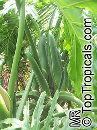 Philodendron bipinnatifidum, Philodendron selloum, Cut-leaf Philodendron, Tree Philodendron, Selloum, Self-header, Split leaf Philodendron

Click to see full-size image