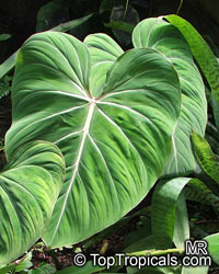 Philodendron gloriosum, Glorious Jungle Philodendron 