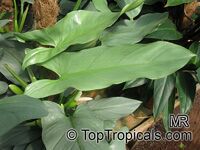 Philodendron sp., Guacamayo, Papaya de Monte

Click to see full-size image