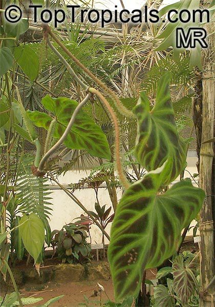 Philodendron verrucosum, Ecuador Philodendron, Velvet-leaf Philodendron