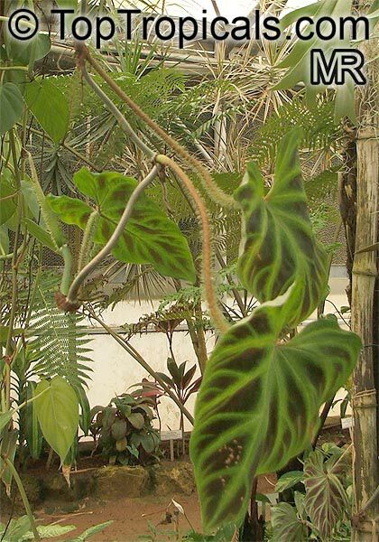 日本販促［Pof］philodendron verrucosum Costa Rica フィロデンドロン・ベルコーサム・コスタリカ② その他