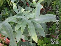 Phlebodium aureum, Polypodium aureum, Polypodium leucotomos, Golden Polypody, Golden Serpent Fern, Cabbage Palm Fern

Click to see full-size image