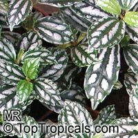 Pilea cadierei, Aluminum Plant, Watermelon Plant

Click to see full-size image