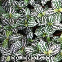 Pilea cadierei, Aluminum Plant, Watermelon Plant

Click to see full-size image