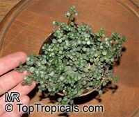 Pilea glaucophylla, Silver Sprinkles

Click to see full-size image
