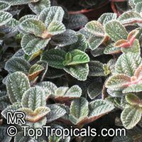 Pilea sp., Pilea

Click to see full-size image