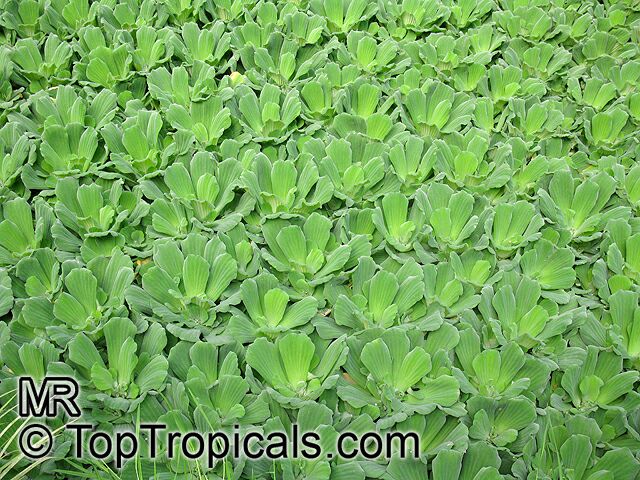 Pistia stratiotes, Water Bonnets, Water Lettuce, St. Lucy's Plant