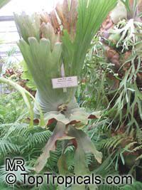 Platycerium wandae, Queen Elkhorn Fern

Click to see full-size image
