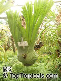 Platycerium wandae, Queen Elkhorn Fern

Click to see full-size image