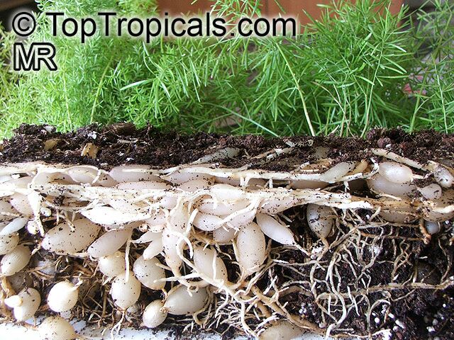 Asparagus aethiopicus, Asparagus Fern, Foxtail Fern, Sprenger's Asparagus. Rhizomes, roots and tubers