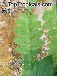 Rhaphidophora celatocaulis, Pothos celatocaulis , Shingle Plant 

Click to see full-size image