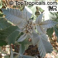 Rhus batophylla, Redberry Rhus , Grey Rhus

Click to see full-size image