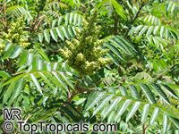 Rhus glabra, Smooth Sumac

Click to see full-size image