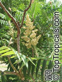 Rhus glabra, Smooth Sumac

Click to see full-size image