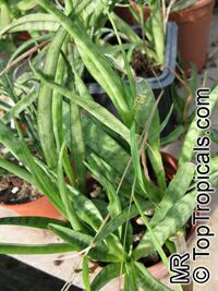 Sansevieria dooneri, Dwarf Sansevieria

Click to see full-size image