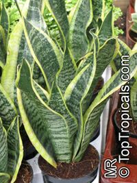Sansevieria trifasciata, Birds Nest Sanseviera, Mother in Law Tong

Click to see full-size image