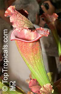 Sarracenia sp., Pitcher Plant

Click to see full-size image