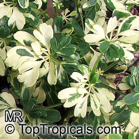 Schefflera arboricola, Abicola, Arboricola, Trinette, Hawaiian Umbrella Tree, Hawaiian Elf Schefflera