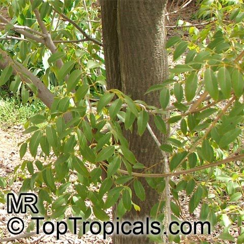 Swietenia mahagoni, West Indian Mahogany
