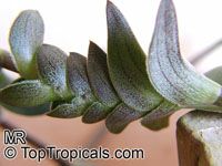 Tradescantia navicularis, Chain Plant 

Click to see full-size image
